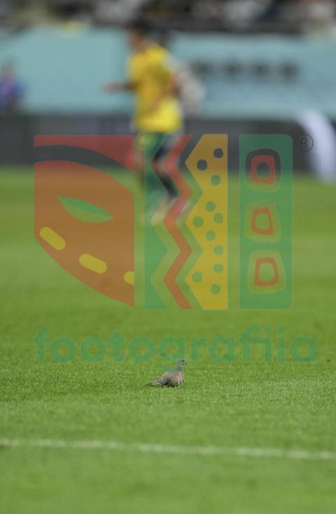 2022 FIFA World Cup - Senegal vs Ecuador
